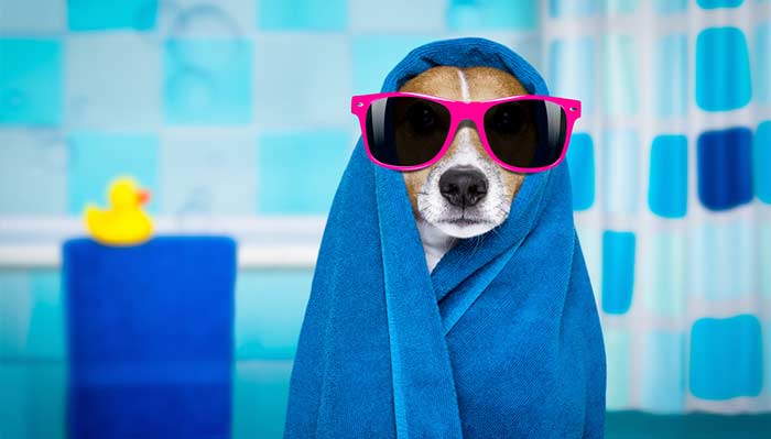 Scopri il lavaggio e la toelettatura dei cani self service - Gruppo Clama