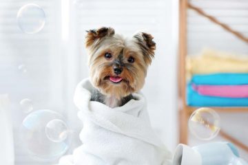Copertina shampoo per cani piccola