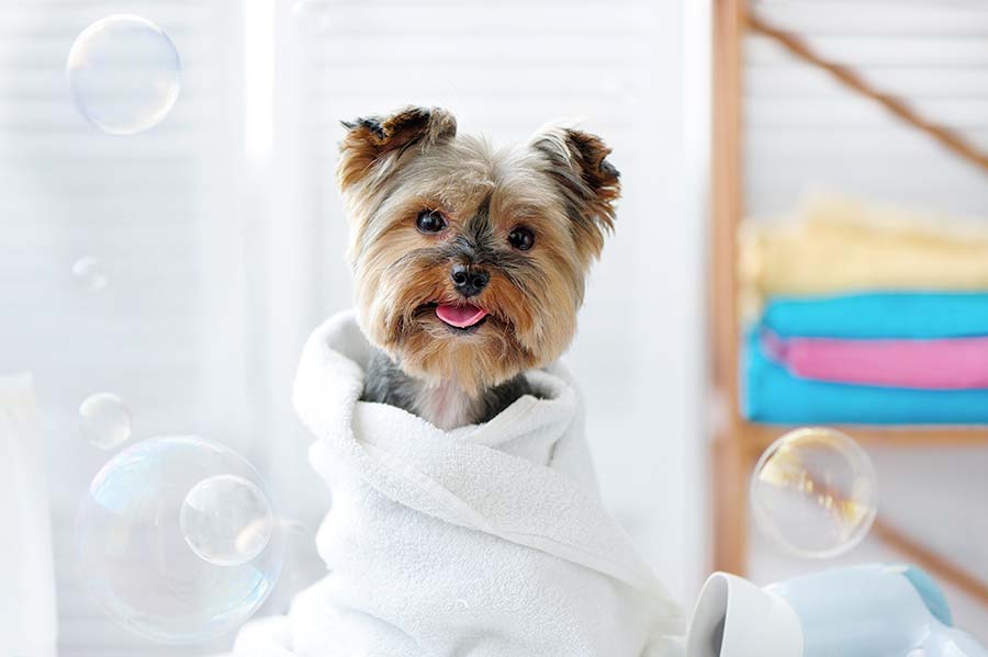 Shampoo per cani e gatti: come e quale scegliere - Gruppo Clama